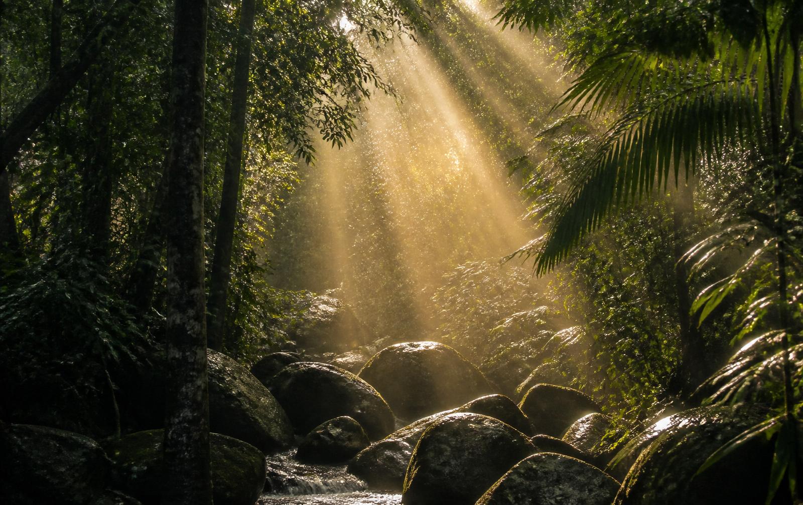 Shafts of golden dawn light breaking through dense jungle canopy onto wet river stone